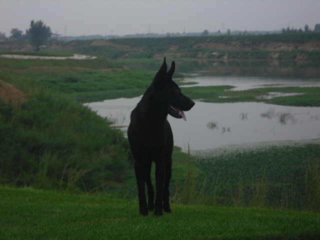 黑狼犬