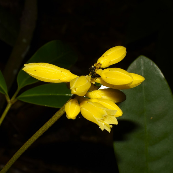 Conchocarpus silvestris