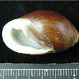 中華大耳螺 中華大耳螺