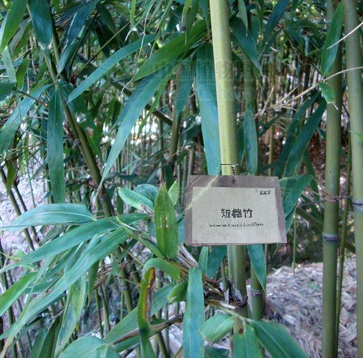 黃山庫-短穗竹 黃山庫-短穗竹