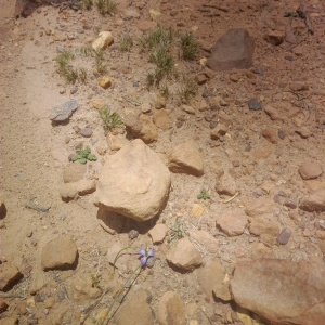 Mastigostyla cabrerae