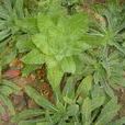 小花山桃草 小花山桃草