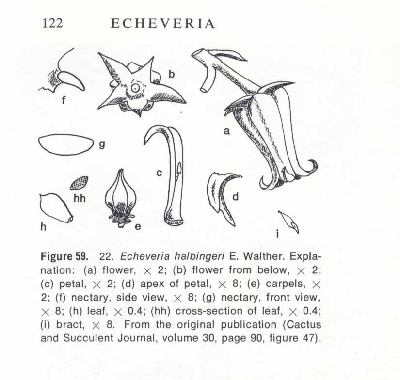 海賓格瑞的花器解剖繪圖