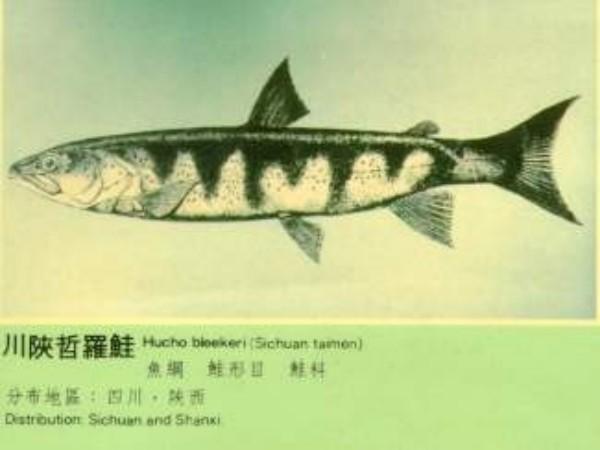川陝哲羅鮭