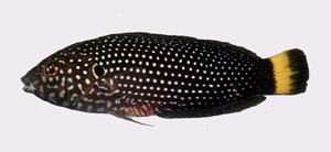尾斑阿南魚