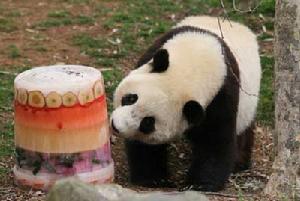 熊貓寶寶“泰山”