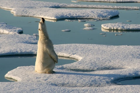 北極熊在海冰上玩耍