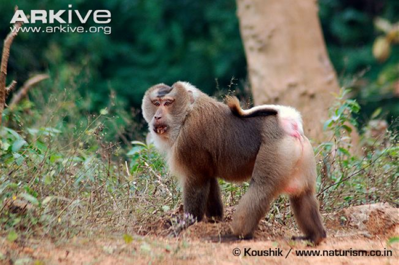 雄性成年北豚尾猴