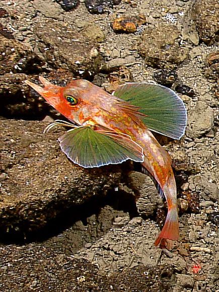 豬叫魚 豬叫魚