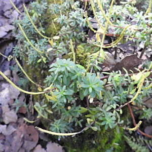Peperomia leptophylla