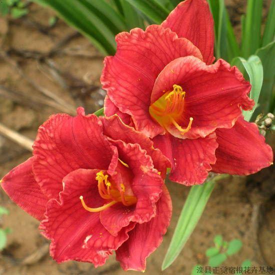 紅太妃 紅太妃