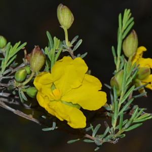 Hibbertia stenophylla
