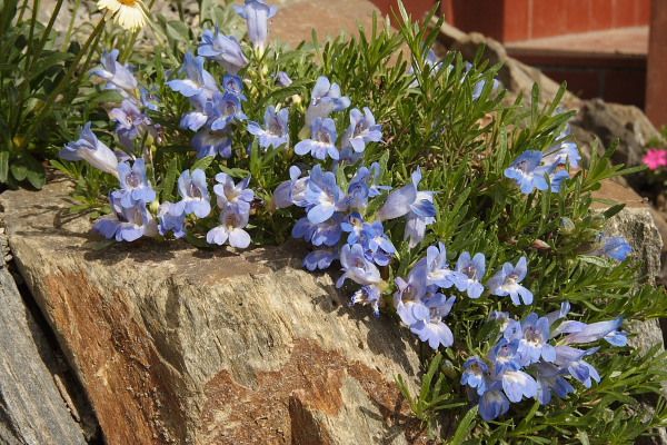 Penstemon caespitosus Penstemon caespitosus