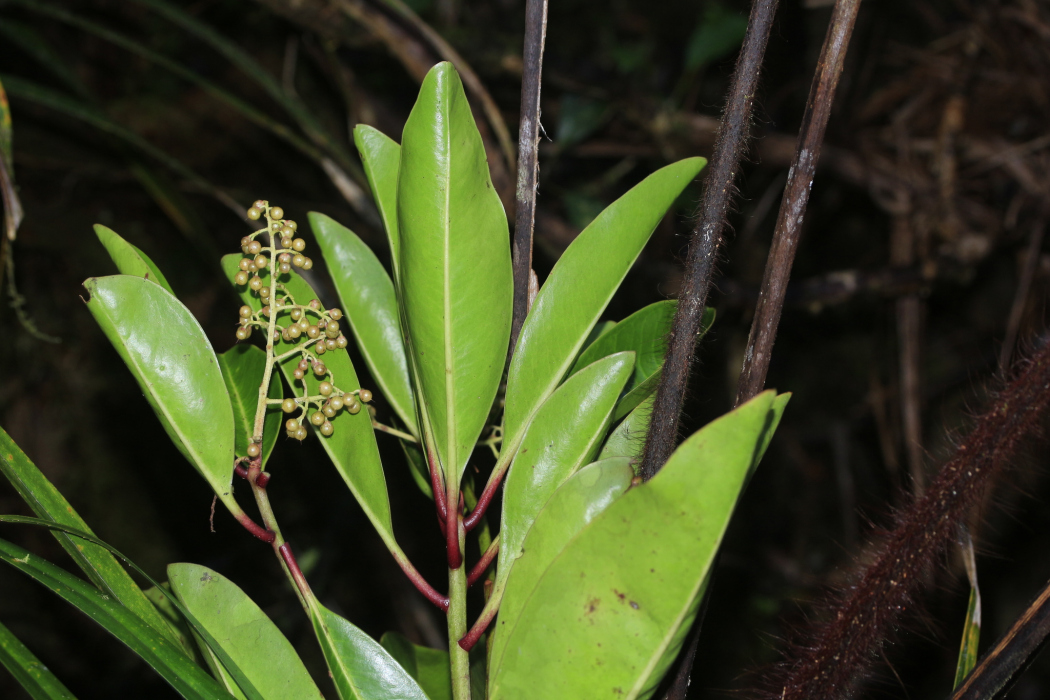 Tapeinosperma tchingouense Tapeinosperma tchingouense