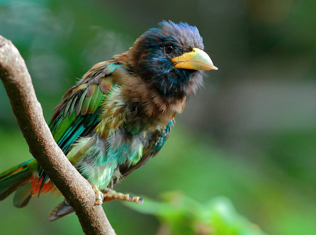 大擬啄木鳥滇西亞種