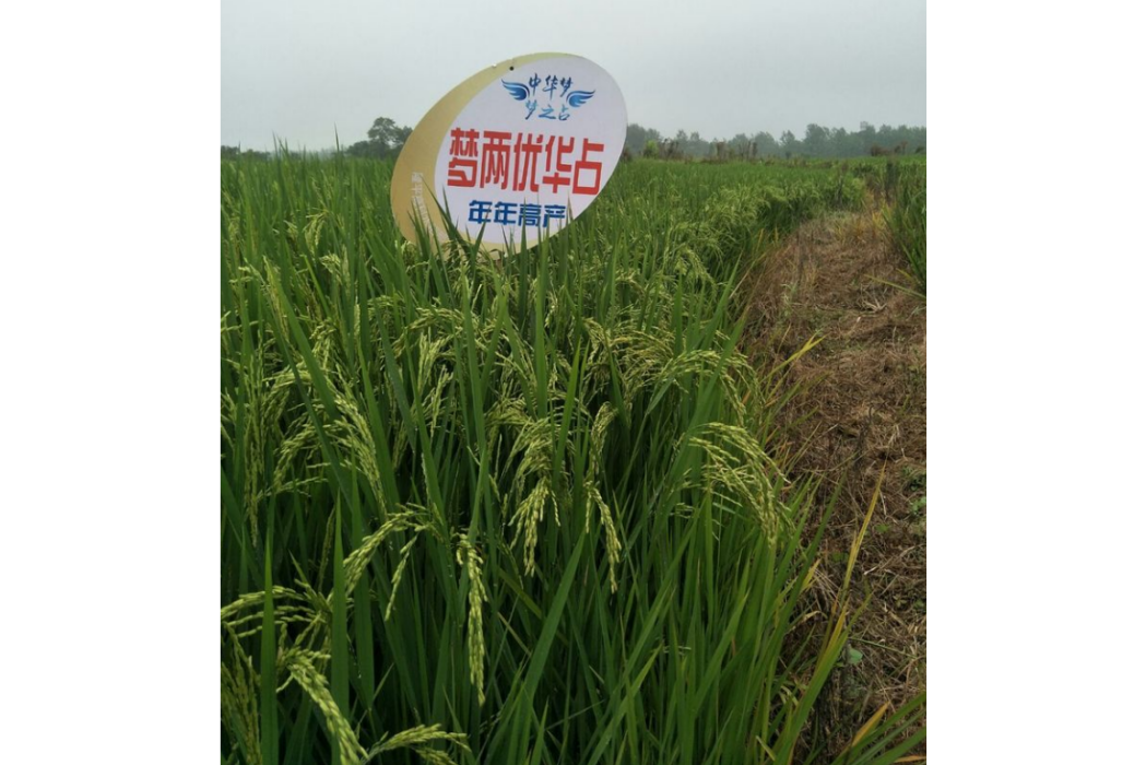 夢兩優華占