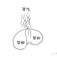 腎陰(真陰) 腎陰(真陰)