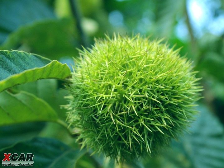 綠刺蝟(童話) 綠刺蝟(童話)