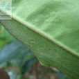 毛葉茶 毛葉茶