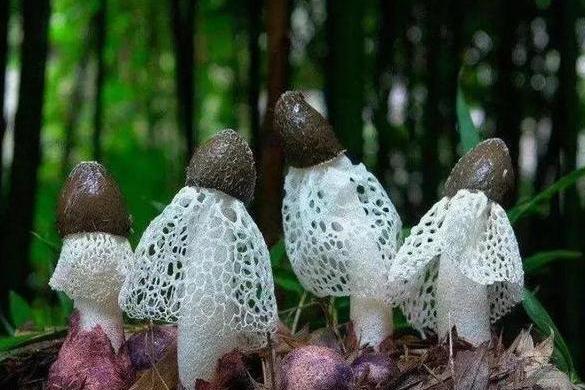鬼筆菌 鬼筆菌