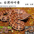 台灣竹葉青蛇 台灣竹葉青蛇