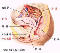 盆腔解剖圖