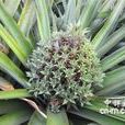 多花果 多花果
