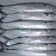 鮫魚(鮫魚) 鮫魚(鮫魚)
