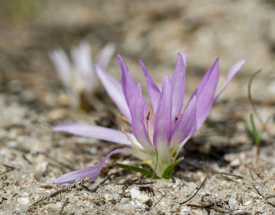 Colchicum soboliferum