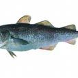 黃線狹鱈 黃線狹鱈