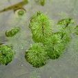 細金魚藻