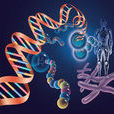 HAC(HAC(human artificial chromosome)人類人造染色體)