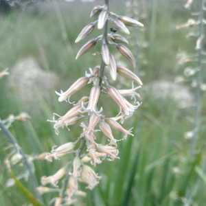 Hemiphylacus novogalicianus