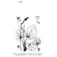 牛尾七 牛尾七