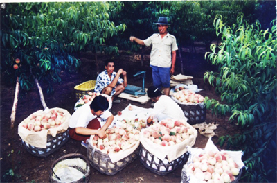20世紀90年代，翟各莊桃農收穫大桃