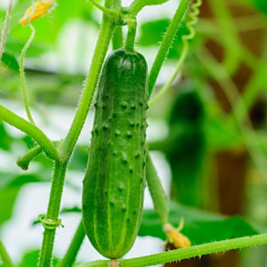 黃瓜(葫蘆科黃瓜屬植物)