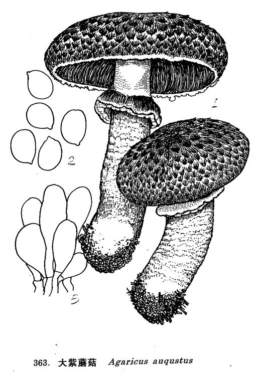 大紫蘑菇