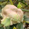 華麗豆 華麗豆
