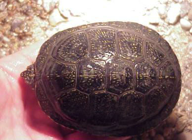 歐洲澤龜