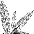大葉楊桐 大葉楊桐