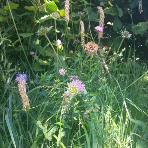 Knautia arvernensis