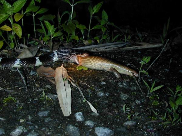 噬魚蛇