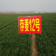 豐德存麥12號 豐德存麥12號