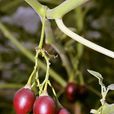 樹番茄 樹番茄