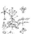 高原露珠草 高原露珠草