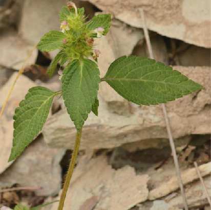 鼬瓣花根 鼬瓣花根
