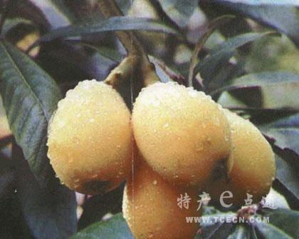 文祠枇杷 文祠枇杷