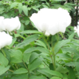白芍藥 白芍藥