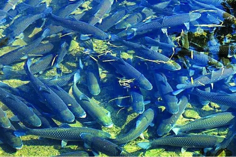開化清水魚 開化清水魚