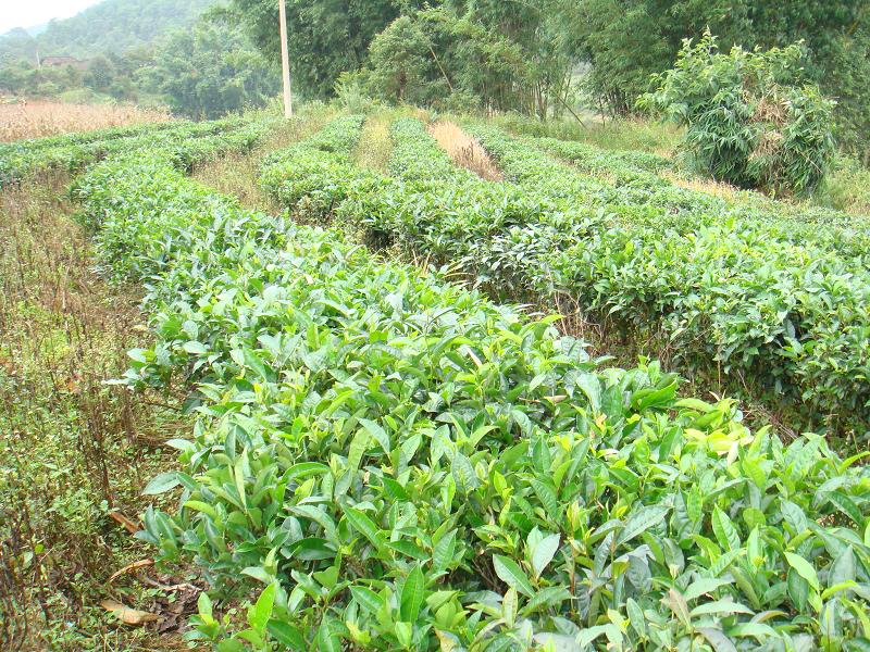 長梁子自然村-茶葉種植